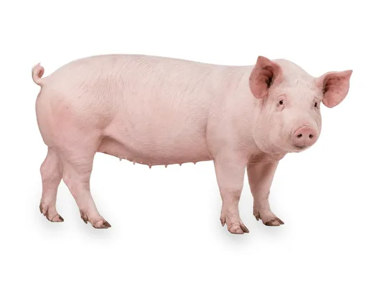 Cerdo de granja