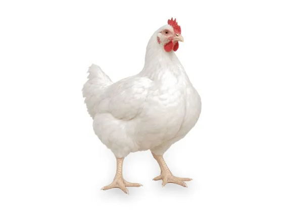 Gallina blanca doble pechuga