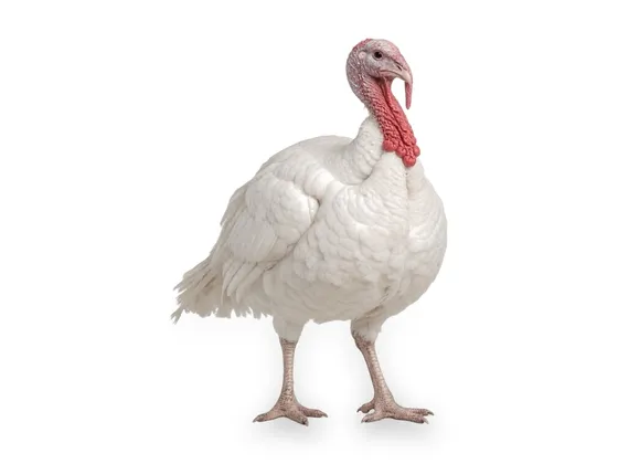 Pavo blanco