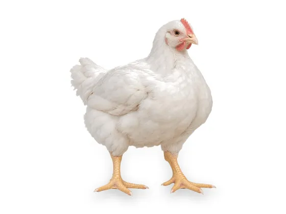 Pollo blanco de engorde